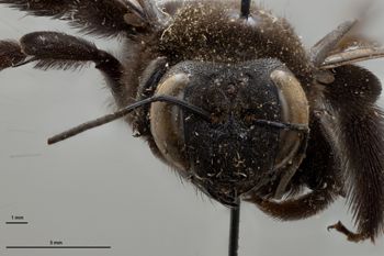 Media type: image;   Entomology 810623 Aspect: head frontal view